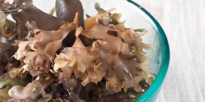 a bowl of sea moss, an edible sea vegetable