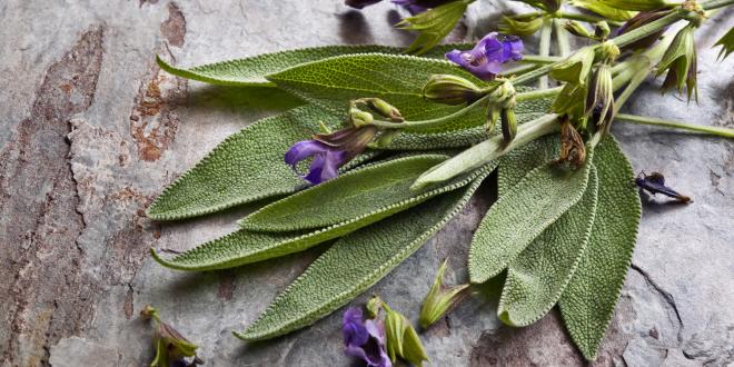 sage flowers