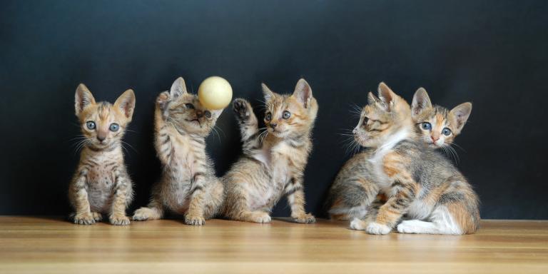 a litter of kittens playing with a ball